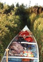 Lost in the Swamps