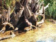 Wildlife on the River