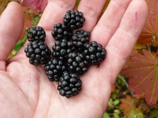 Blackberries