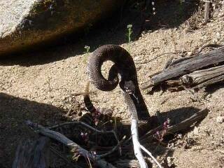 Rattlesnake