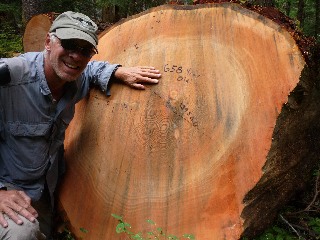 Old Growth Tree