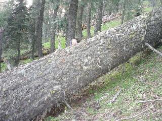 Downfall across trail