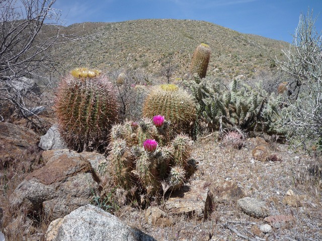 Pacific Crest Trail, Cactus