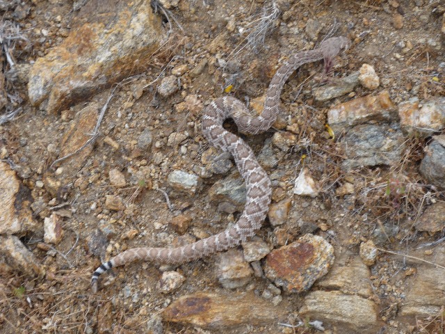 Pacific Crest Trail, Rattlesnake
