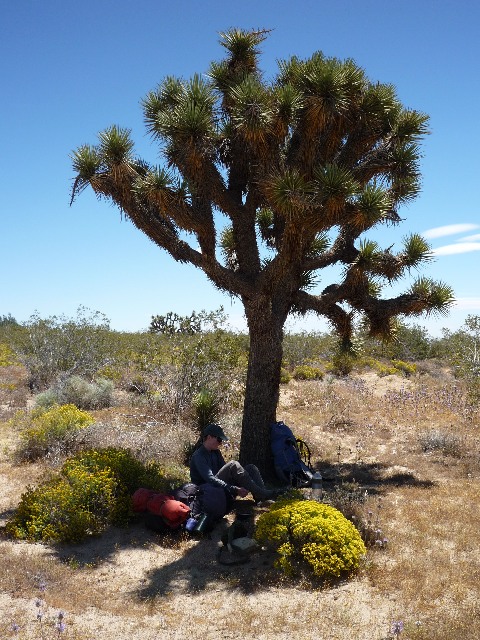 Joshua Trees