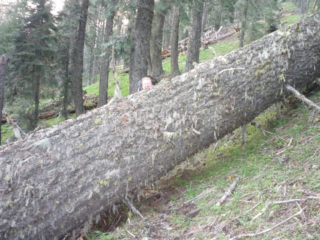 Downfall across trail