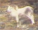 Mature Dall Ram