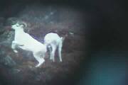 Picture of Dall Sheep Rams