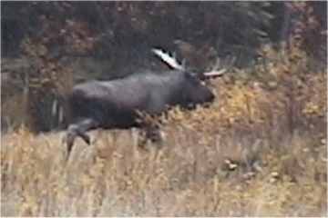 Picture of Alces Alces, on an Unguided Moose Hunt in Alaska