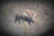 Picture of Alaska-Yukon Bull Moose
