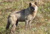Wolf, Arctic National Wildlife Refuge