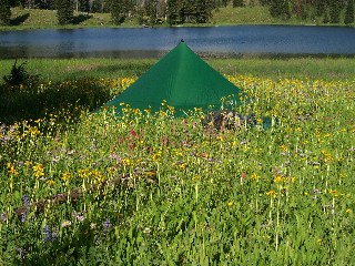 Camp in Wildflowers