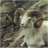 Dall Sheep Hunting in Alaska Book Cover Detail
